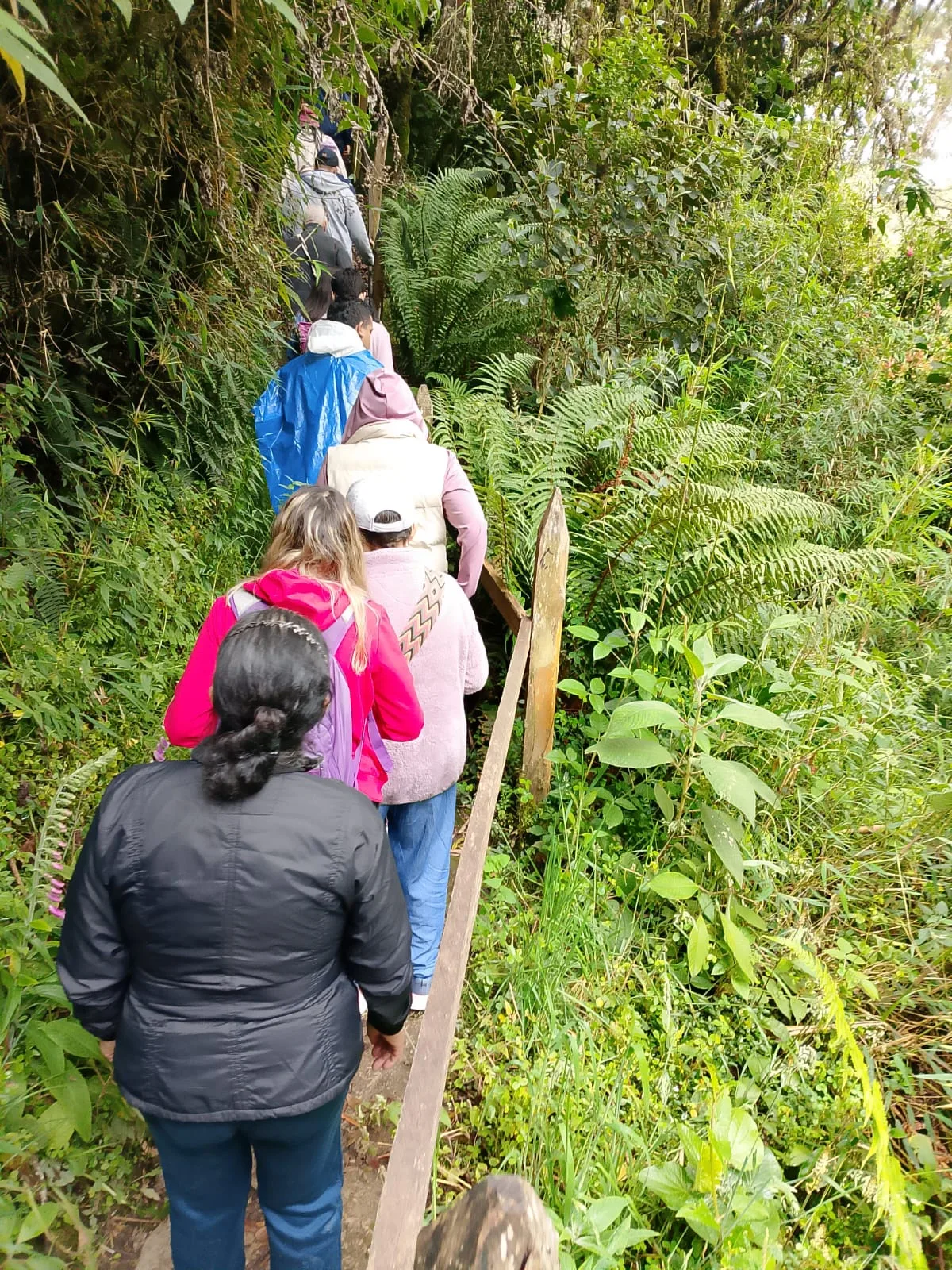 Senderismo ecológico de viajeros por el bosque de niebla